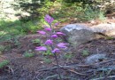 Cephalanthera rubra ©  Pandion Wild Tours